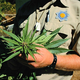 A DEA agent displays one of the many beautifully manicured dope
plants that were totally destroyed last weekend.
